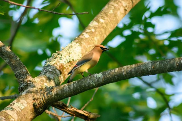 Cedar Waxwing