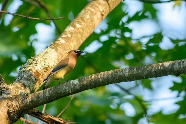Cedar Waxwing