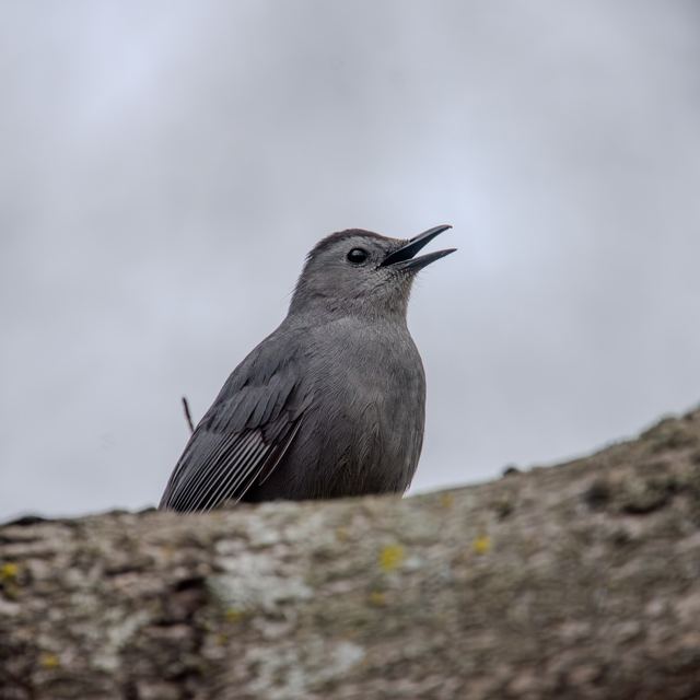 Gray Catbird
