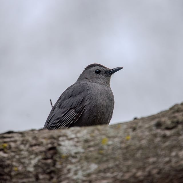 Gray Catbird