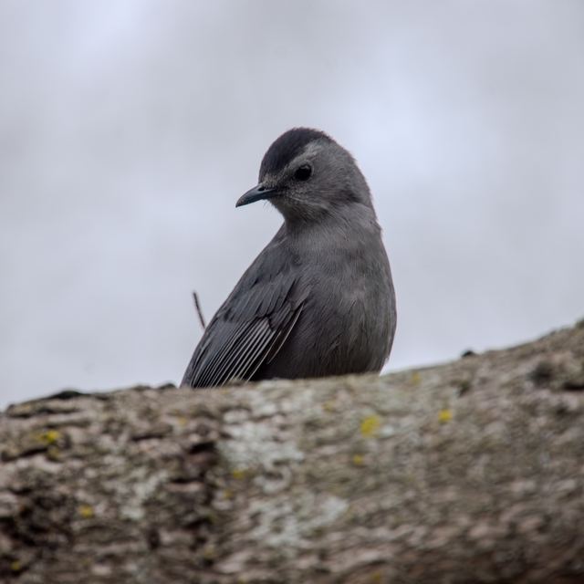 Gray Catbird