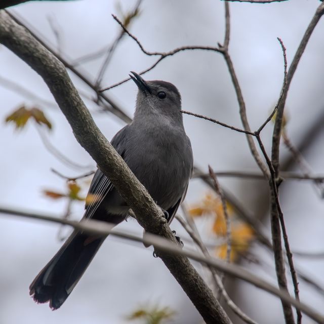 Gray Catbird