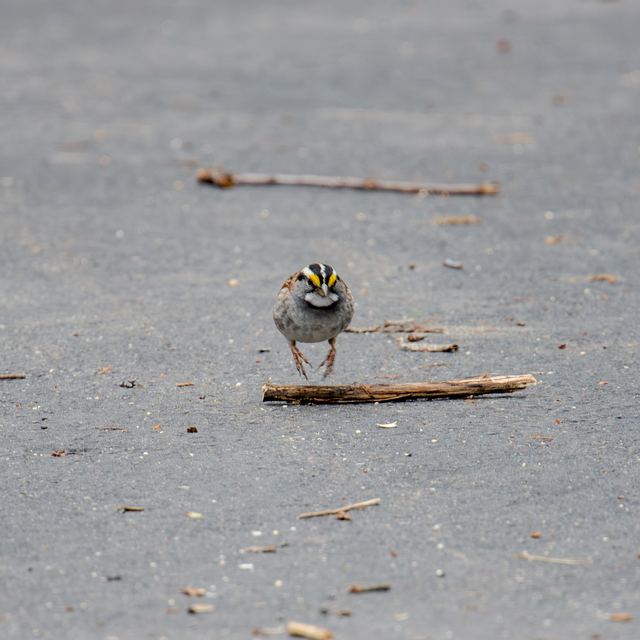 White-throated Sparrow