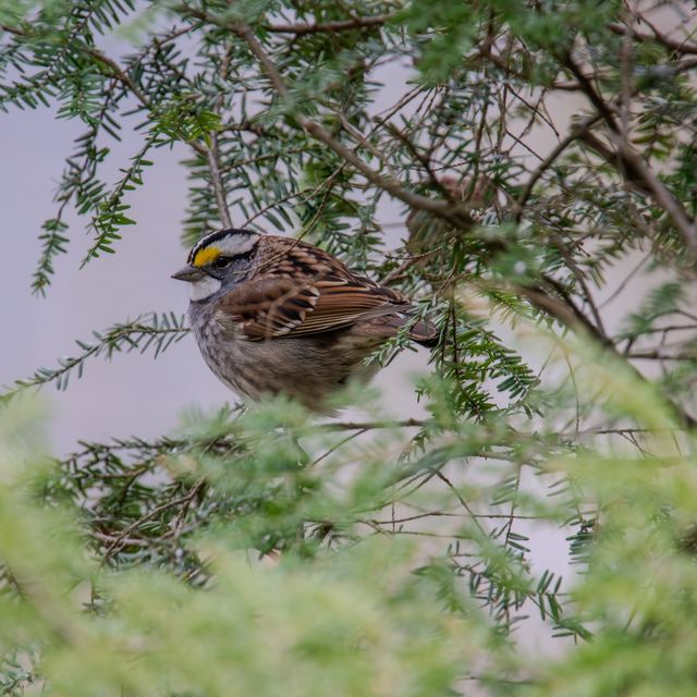 White-throated Sparrow