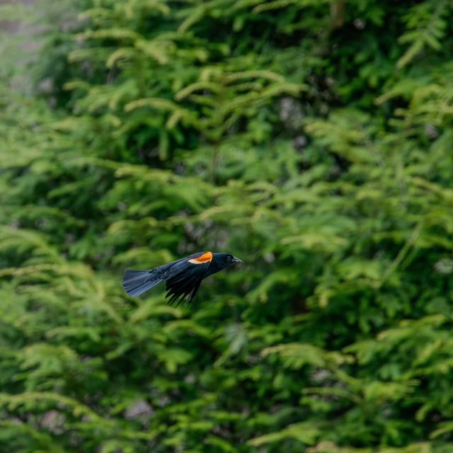 Red-winged Blackbird