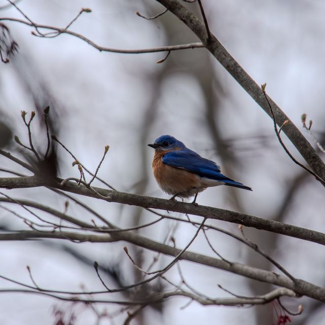 Eastern Bluebird