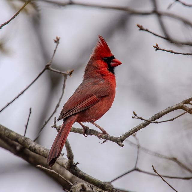 Northern Cardinal