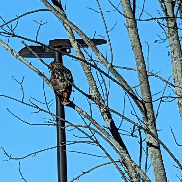 Red-tailed Hawk