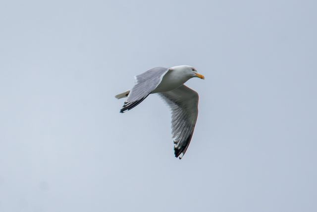 American Herring Gull