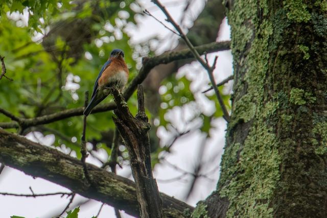 Eastern Bluebird