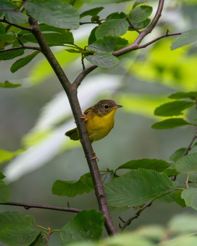 Common Yellowthroat