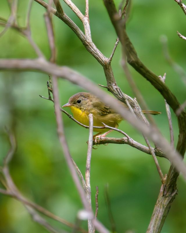 Common Yellowthroat