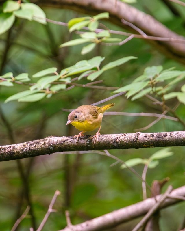 Common Yellowthroat