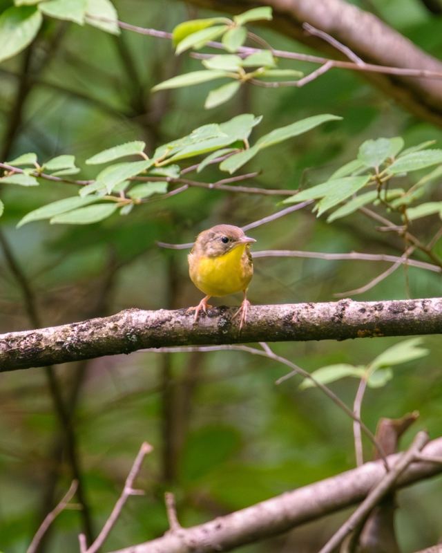 Common Yellowthroat