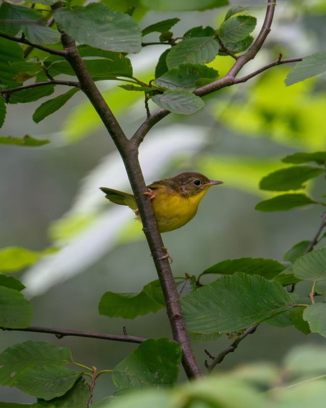 Common Yellowthroat
