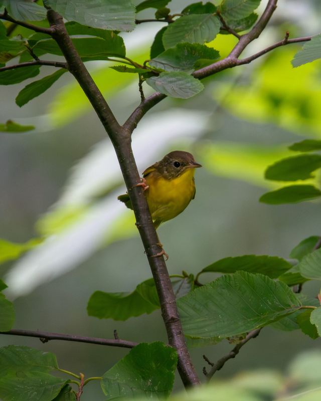 Common Yellowthroat