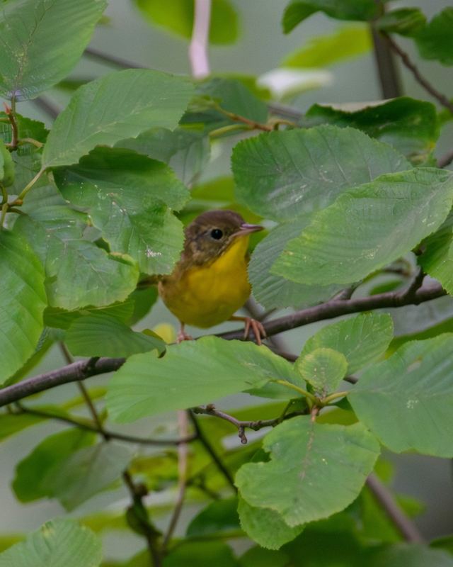 Common Yellowthroat