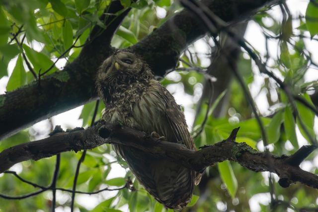 Barred Owl