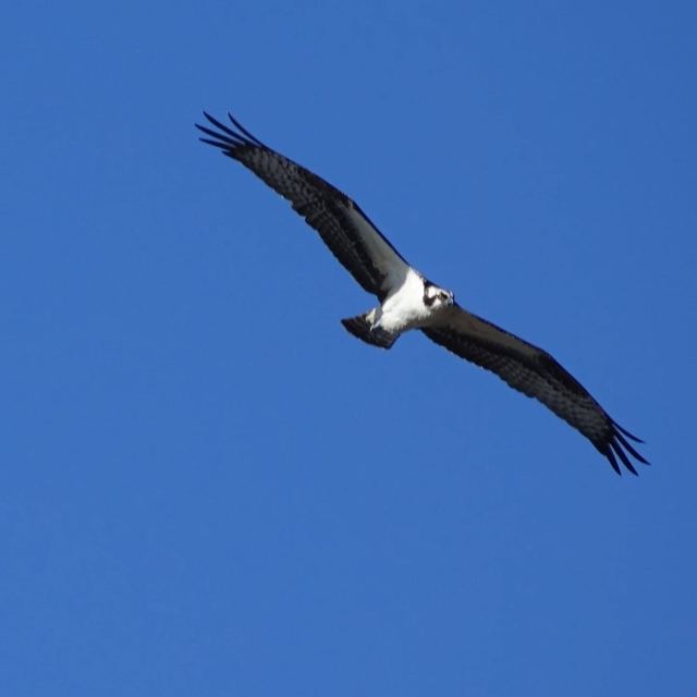 Osprey