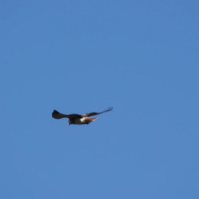 Red-tailed Hawk