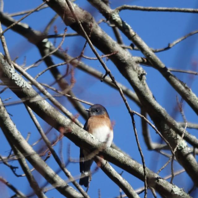 Eastern Bluebird