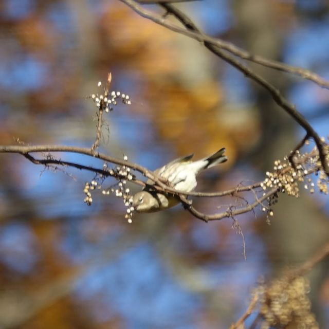 American Goldfinch