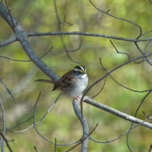 White-throated Sparrow