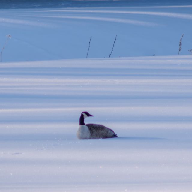 Canada Goose