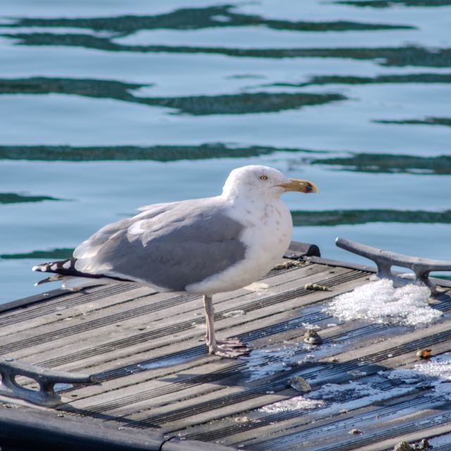American Herring Gull