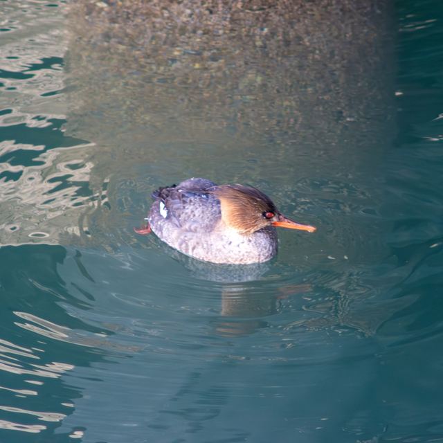 Red-breasted Merganser