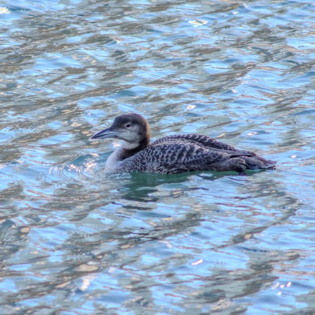 Common Loon