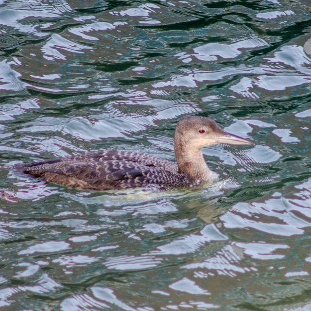 Common Loon