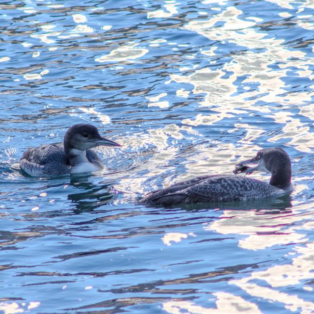 Common Loon
