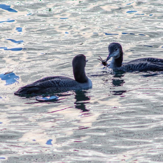 Common Loon