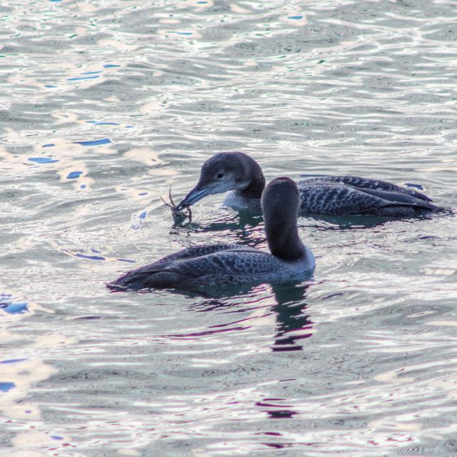 Common Loon
