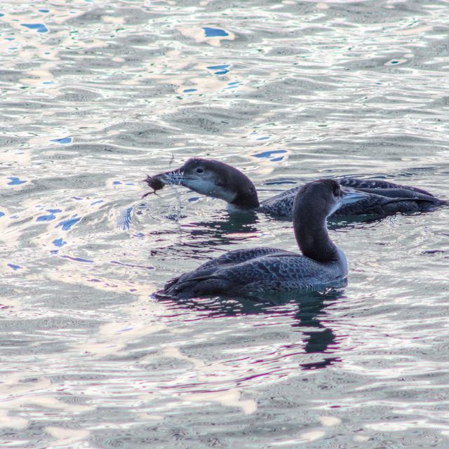 Common Loon