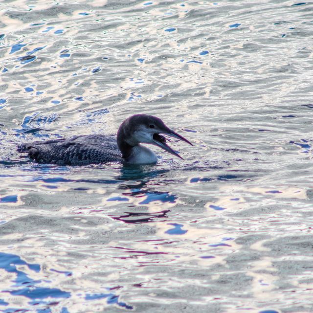Common Loon