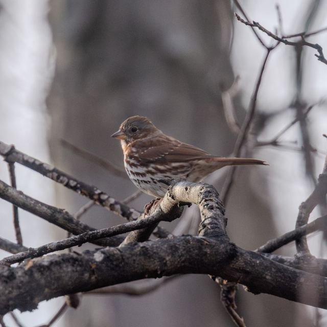 Fox Sparrow