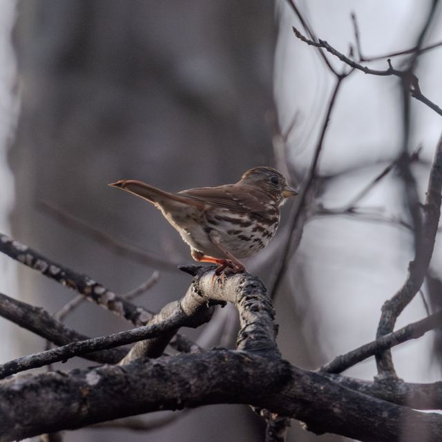 Fox Sparrow