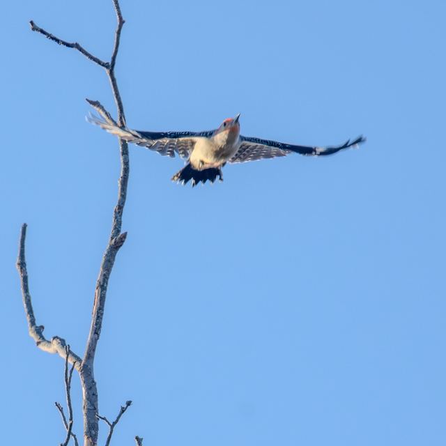 Red-bellied Woodpecker