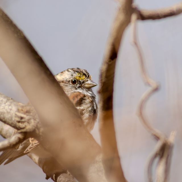 White-throated Sparrow