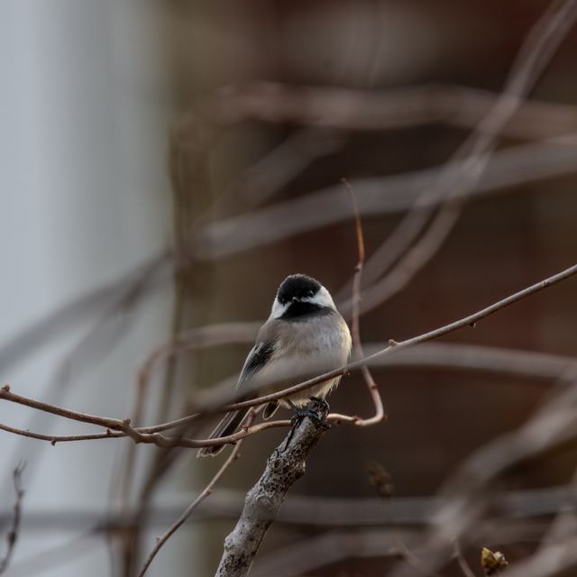 Black-capped Chickadee