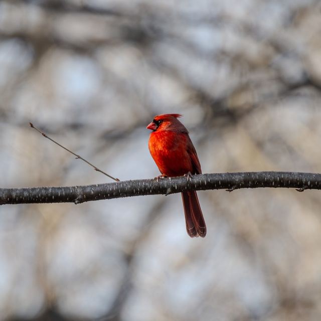 Northern Cardinal