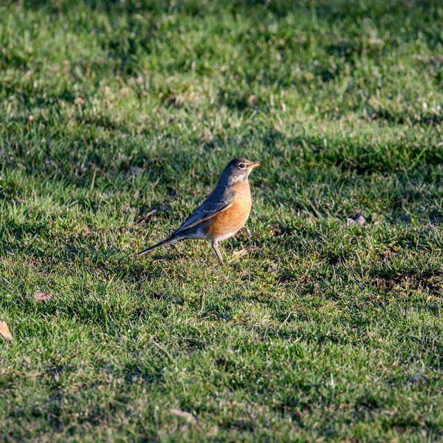 American Robin