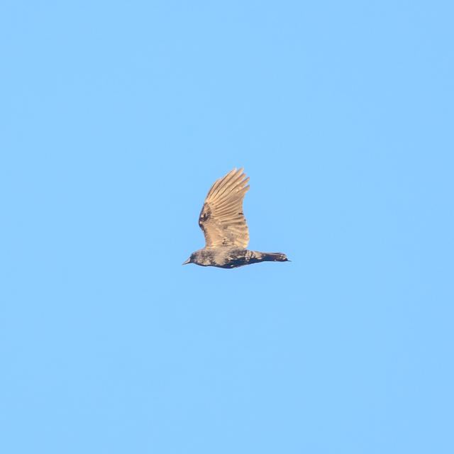American Crow