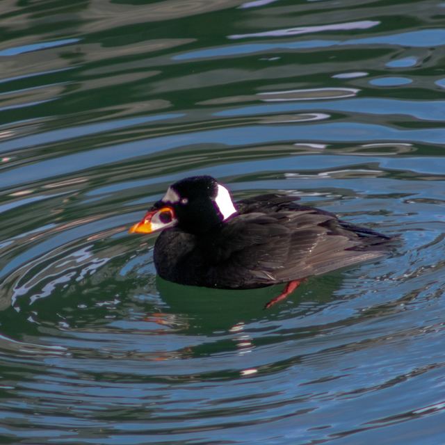 Surf Scoter