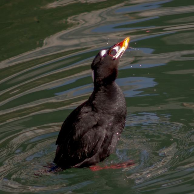Surf Scoter