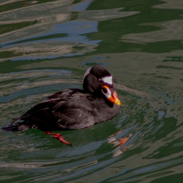 Surf Scoter