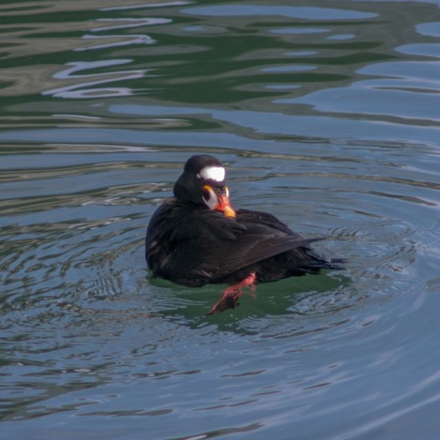 Surf Scoter