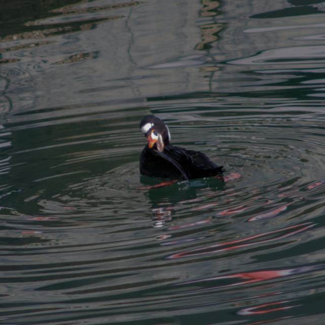Surf Scoter